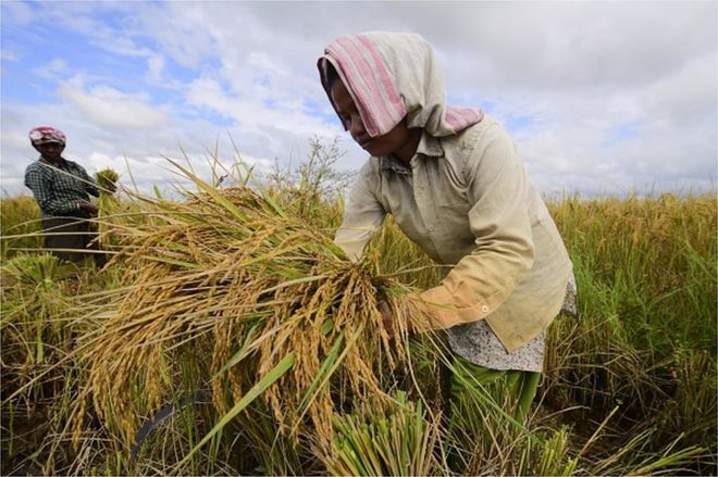 Food shortage in India